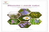 Blomster i norsk natur - kmspeider.no · En plante med tynn stengel som varierer fra 10-40 cm, og blå bjelleformede blomster. Har hjerteformede blader helt neders. Hører til klokkefamilien.
