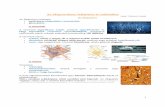 Az idegrendszer felépítése és m űködése - bioszfera.combioszfera.com/downloads/Idegszovet-alap.pdf · 3 A szinapszis Szinapszisoknak nevezzük az idegsejtek kapcsolódásait
