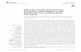 Microtus arvalis and Arvicola scherman: Key Players in the ... · Echinococcus multilocularis is a wide-spread cestode causing human alveolar echinococcosis (AE), a severe disease,