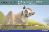 Chapter 20 Unifying Concepts of Animal Structure and Function · The skeletal and muscular systems support and move the body. The digestive and respiratory systems obtain food and