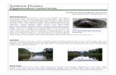Eastern Floater Pyganodon cataracta - nrc.gov · Pennsylvania, Pyganodon cataracta is thought to be secure within its range. Since the eastern floater has a wide environmental tolerance