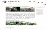 75-2017 Wildpark-MV - Schleiereulen Ingo & Gerdchen ·  Marketing ----- Anja Wrzesinski Tel.: 03843 2468-19 a.wrzesinski@wildpark-mv.de ----- Wildpark-MV.de