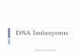 DNA’nın İzolasyonu ve Analizi - molekulce.com · DNA İZOLASYON YÖNTEMLERİNDE BİRBİRİNİ İZLEYEN ÜÇ TEMEL AŞAMA BULUNMAKTADIR: 1-Hücrenin parçalanması ile yüksek