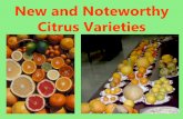 New and Noteworthy Citrus Varieties - pushing the limits ... · New and Noteworthy Citrus Varieties . Citrus species & Citrus Relatives Hundreds of varieties available. CITRON Citrus