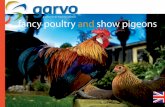 professional food for animals fancy poultry and show pigeons brosura HRANA PASARI DE CURTE PORU… · fancy poultry and show pigeons professional food for animals 5567850 Garvo brochure