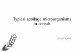Typical spoilage microorganisms in cereals - vscht.czold-biomikro.vscht.cz/vyuka/ifm/Typical_spoilage_microorganisms_in_cereal.pdf · CEREAL SPOILAGE •After processing, the main