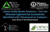 Lateral Ankle Sprain Anatomy – Can the Bifurcate Ligament ... · Lateral Ankle Sprain Anatomy –Can the Bifurcate Ligament be Consistently Identified with Ultrasound on Cadavers