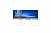 The foot and ankle - anatomy4beginners.com and Ankle.pdf · of the foot is similar to that of the hand, but because the foot bears more weight, it is stronger and less mobile. The