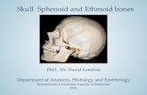 Skull. Sphenoid and Ethmoid bones - semmelweis.husemmelweis.hu/anatomia/files/2018/09/Sphenoid_Ethmoid-LD.pdf · Skull. Sphenoid and Ethmoid bones PhD., Dr. David Lendvai Department