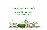 DESCOPERÃ GRÃDINA BUNICII - hateggeoparc.roƒ_Grădina... · Istoria cepei Ceapa este una dintre cele mai vechi plante cultivate de om. Nu se ştie exact când a început cultivarea