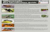 Wisconsin Wisconsin - fyi.extension.wisc.edu · Wisconsin Bee Identification GuideWisconsin Bee Identification Guide Mining bees (Andrena sp.) Mining bees get their name from their