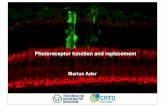 Lecture photoreceptor function for PDF - MPI-CBGdiez/NANOS/SS13-CellMach-LEC07... · Cell-typ specification during retinal development The sequence of cell generation is remarkably