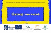 Ústrojí nervové - Projekt EU · uzlinová nervová soustava. středa, 21. března 2012 Ústrojí nervové 1/55 6 Kroužkovci a členovci • na břišní straně článků se na