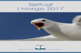 Sjøfugl i Norge 2017 - seapop.no · er jevnt over negativ siste ti år, unntatt på Hornøya der toppskarv har økt meget betydelig. Ærfuglbestandens nedgang langs nor-skekysten