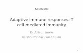 Adaptive immune responses: T cell-mediated immunity · T cell development in the thymus T cells develop from progenitors that are derived from hematopoietic stem cells in the bone