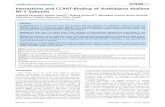 Interactions and CCAAT-Binding of Arabidopsis thaliana NF ... · Interactions and CCAAT-Binding of Arabidopsis thaliana NF-Y Subunits Valentina Calvenzani, Barbara Testoni¤a, Giuliana