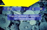 第二节碳酸盐岩的生物骨骼组分dqkx.yangtzeu.edu.cn/__local/1/19/DE/7809F96EBDD920C67F60A163F79_72A... · 第二节碳酸盐岩的生物骨骼组分 Organic skeletal constituents