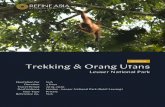 Trekking & Orang Utans - refine.asia · Drive to Bukit Lawang with stop at several Plantations. Arrival at Bukit Lawang and check in to hotel. Depending on your flight's arrival time