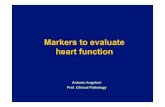 Markers to evaluate heart function - elearning.uniroma1.it · Pro-B Natriuretic Peptide Ischemia modified C-reactive protein . Myoglobin ... Brain natriuretic peptide and heart failure:
