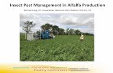 Insect Pest Management in Alfalfa Productionagric.ucdavis.edu/files/272312.pdf · Insect Pest Management in Alfalfa Production Rachael Long, UC Cooperative Extension Farm Advisor