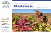 Descriptores para quinua (Chenopodium quinoa Willd.) y sus ... · La lista de descriptores para quinua (Chenopodium quinoa Willd.) y sus parientes silvestres es una revisión de la