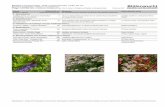 Blütenwucht · Name Stück/100 m² (botanisch - deutsch) (empfohlener Mengenanteil) Hinweise