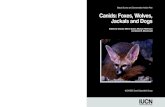 IUCN/Species Survival Commission Status Survey and ... IUCN Canid... · PDF fileCanids: Foxes, Wolves, Jackals and Dogs Status Survey and Conservation Action Plan The IUCN Species