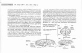 4~. A nyelv és az agy - mnytud.arts.unideb.humnytud.arts.unideb.hu/tananyag/hangtan/crystal_nyelv-es-agy.pdf · 4~. A nyelv és az agy Az emberi agy különböző,anatómiaiag jólelkülönülőterü