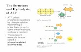 The Structure Adenine and Hydrolysis of ATP lecture.pdf · • ATP is a renewable resource that is regenerated by addition of a phosphate group to adenosine diphosphate (ADP) •