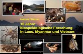 10 Jahre biospeläologische Forschung in Laos, Myanmar und ...€¦Foto: Charles Ghommid . 32 - 10 Jahre biospeläologische Forschung in Laos, Myanmar & Vietnam - H. maxima H. steineri.