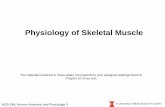 Physiology of Skeletal Muscle - life.illinois.edu · MCB 246: Human Anatomy and Physiology II © University of Illinois Board of Trustees Functions of Skeletal Muscle •Movement