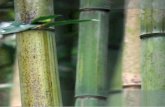 gruppotorsanlorenzo.comgruppotorsanlorenzo.com/catalogo/bambù.pdf · Bambu de pequeñas y medias dimensiones, con troncos es- beltos con nudos evidentes y hojas de color verde brillan-
