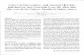 Selective Intervention and Internal Hybrids: Interpreting ... · Selective Intervention and Internal Hybrids: Interpreting and Learning from the Rise and Decline of the Oticon Spaghetti