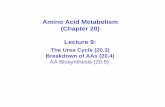 Amino Acid Metabolism (Chapter 20) Lecture 9libvolume1.xyz/biochemistry/bsc/semester3/macromolecules/quickreviewof... · Amino Acid Metabolism (Chapter 20) Lecture 9: The Urea Cycle