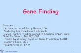 Gene Finding - cs.tau.ac.ilrshamir/algmb/presentations/presentation_with_no... · The enzyme (white spot) binds to the DNA (thin line) After the NTP molecules arrive in the third