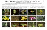 Boyacá – Colombia ORQUÍDEAS del Sendero Ecológico “Ie Kye ... · 2 16 Masdevallia coccinea 17 Maxillariella cassapensis 18 Maxillariella graminifolia Pleurothallis lindenii