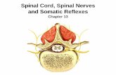 Spinal Cord, Spinal Nerves and Somatic Reflexesweb.gccaz.edu/~phipd16661/Chap13_Spinal_Cord.pdf · highly branched part of the spinal cord from L2 to S5 which is composed of nerve
