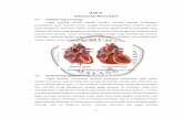 BAB II TINJAUAN PUSTAKAeprints.umm.ac.id/42274/3/jiptummpp-gdl-ariyohando-48394-3-babii.… · Gambar 2.2 Macam-macam kardiomiopati (Patrick, 2006) 2.3.1.2.1 Kardiomiopati dilatasi