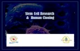 Stem Cell Research & Human Cloning - Diocese of Kansas ... · Reveal typical rhetoric surrounding stem cell research Topics for Discussion . Hierarchy of Stem Cells. Embryonic Stem
