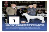 Die schönsten Hunde Deutschlands Saluki „Chaliman Sawahin“ · Die schönsten Hunde Deutschlands Saluki „Chaliman Sawahin“ Internationaler, Luxemburgischer, VDH, DWZRV-Champion,