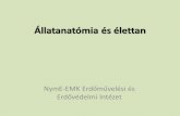 Állatanatómia és élettanemk.nyme.hu/fileadmin/Image_Archive/emk/erfaved/_Seg/... · 2012-12-12 · idegrendszer •A hüllők idegrendszere fejlettebb, mint a kétéltűeké és