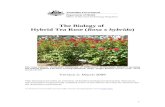 The Biology of Hybrid Tea Rose - Department of … · Web viewThe Biology of Hybrid Tea Rose (Rosa x hybrida) The rose cultivar ‘Australian Centenary of Federation’ (KORvegata