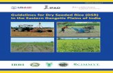 Guidelines for Dry Seeded Rice - IRRI Rice Knowledge Bank · 2015-01-05 · 1 Guidelines for Dry Seeded Rice (DSR) in the Eastern Gangetic Plains of India 1. Introduction Dry seeded