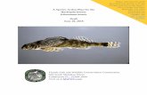 A Species Action Plan for the Harlequin DarterThe harlequin darter is classified within the phylum Chordata, class Actinopterygii, order Perciformes, and family Percidae. Originally