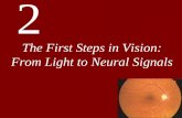 The First Steps in Vision: From Light to Neural Signals...Chapter 2 The First Steps in Vision: From Light to Neural Signals •A Little Light Physics •Eyes That Capture Light •Retinal