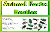 beetles · beetle can zoom across water on a liquid given off by glands on its abdomen. ÀrstantdisplagccL uk The bombardier beetle shoots attackers with jets of burning chemicals