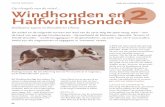 Op vleugels van de wind… Windhonden en Halfwindhonden deel 2.pdf · 2018-10-27 · 66 UE RASSEN Windhonden en Halfwindhonden Dit artikel en de volgende vormen een deel van de serie