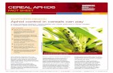 Cereal aphids - GRDC · Cereal aphids are vectors of BYDV, a disease that attacks all cereal crops. However, BYDV does not appear to have a major yield impact in northern NSW and