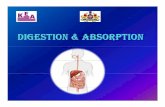 Digestion & absorption Prasannakumar 30.05.12. · PDF file juice helps in digestion of carbohydrates, proteins and lipids. It ha endocrinal units called Islets of langerhans which