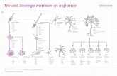 Neural lineage markers at a glance - Abcam...– GAT1 – GABA B receptor 1 – GABA B receptor 2 – GAD65 – GAD67 Dopaminergic neurons – TH – DAT – FOXA2 – GIRK2 – Nurr1
